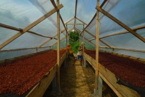 In the heartland of Davao del Norte: Crafting the Chocolate Legacy 